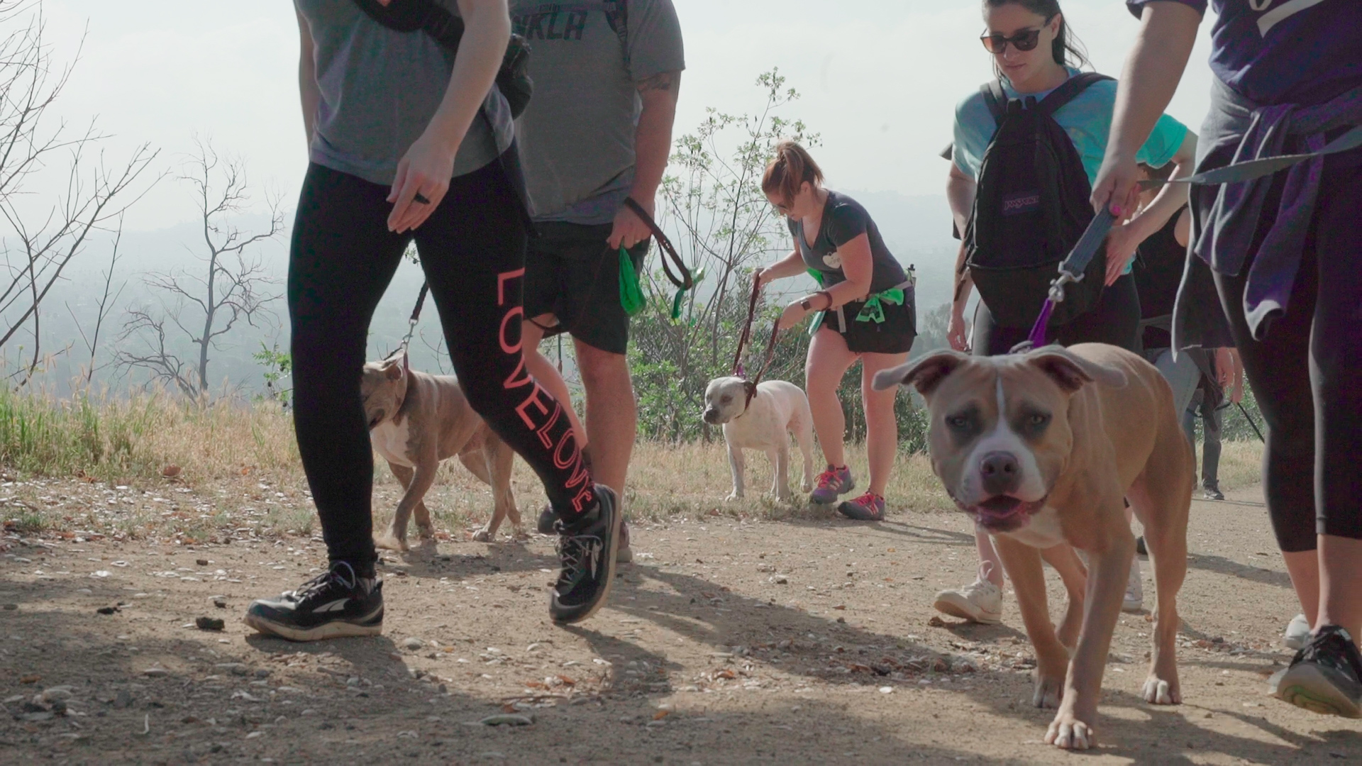 Pit bulls on the Angel City Pit Bull Pack Hike.