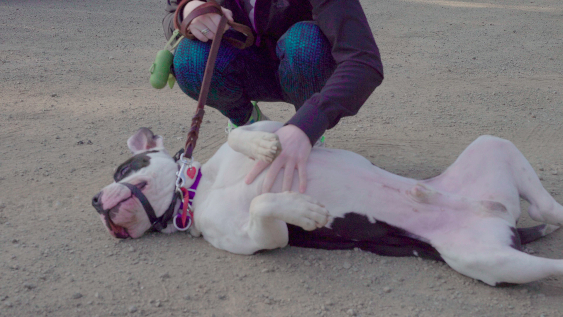 A pit bull getting their belly scratched.
