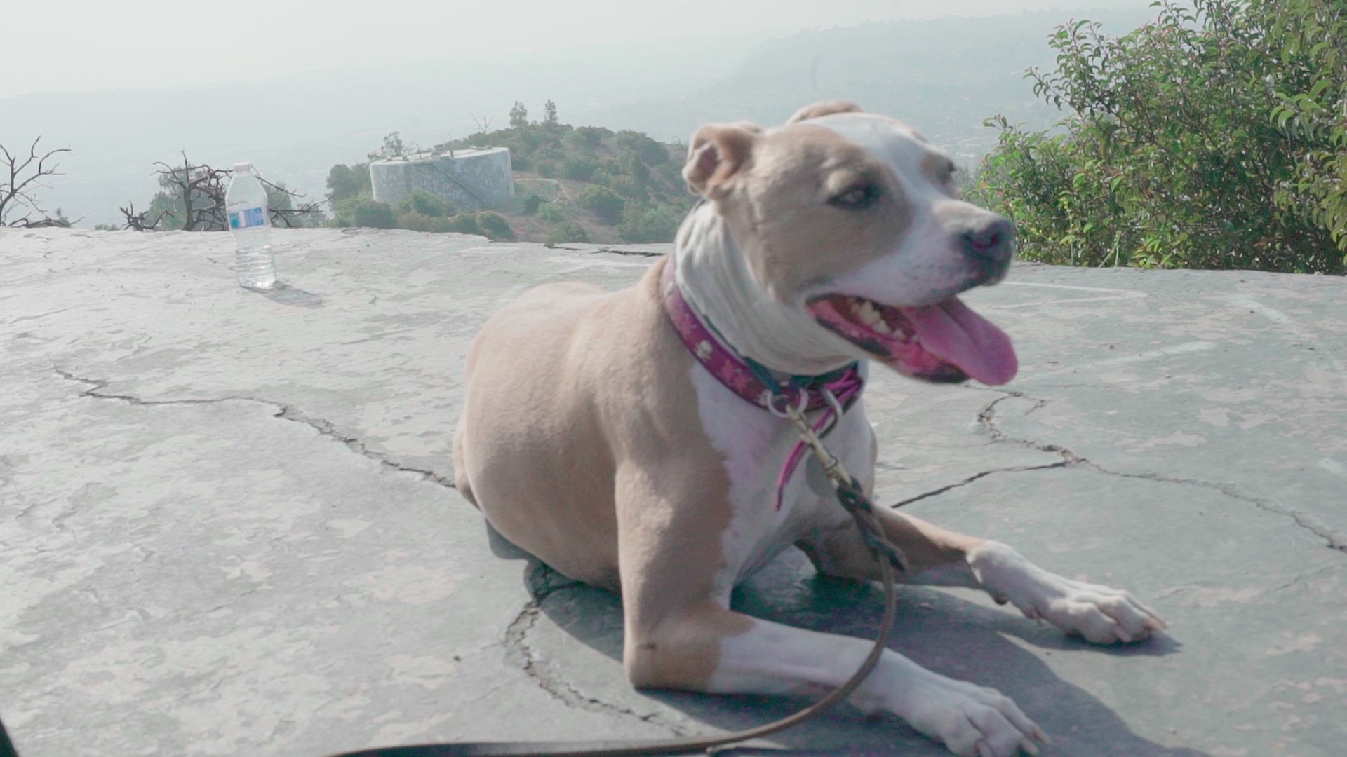 a pitbull resting on a hike.